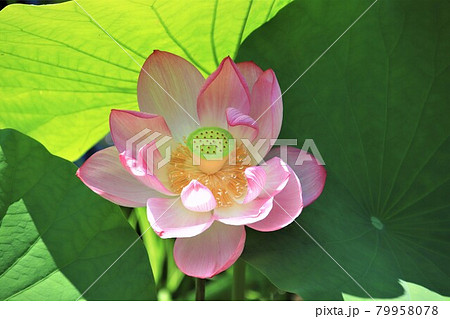 ピンクの花 大賀ハス ピンクの花 大賀ハス 79958078