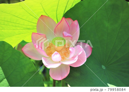 ピンクの花 大賀ハス ピンクの花 大賀ハス 79958084
