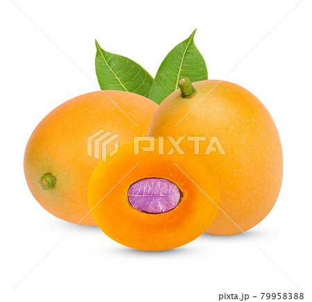 Marian Plum with leaves isolated on white background Marian Plum with leaves isolated on white background 79958388