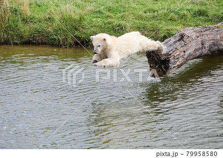 Young polar bear diving into the water Young polar bear diving into the water 79958580