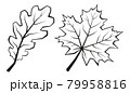 Maple and Oak Leaves 79958816
