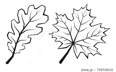 Maple and Oak Leaves 79958816
