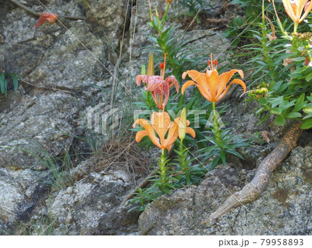 スカシユリ スカシユリ 79958893