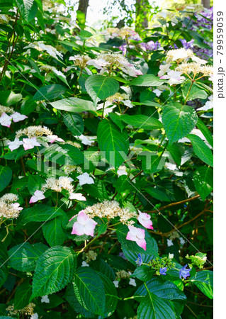 鎌倉 明月院の美しいあじさい 79959059