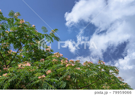 青空とネムノキ 青空とネムノキ 79959066