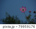 梅雨明けそうそうにコスモス 79959176
