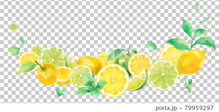 爽やかなシトラスとミントの水彩イラスト。ボトム湾曲した装飾フレームデザイン。レモンとライム。 爽やかなシトラスとミントの水彩イラスト。ボトム湾曲した装飾フレームデザイン。レモンとライム。 79959297