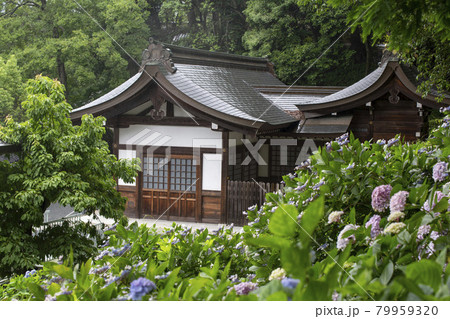 吉備津の紫陽花 吉備津の紫陽花 79959320