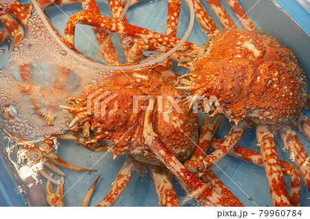 タカアシガニ 79960784