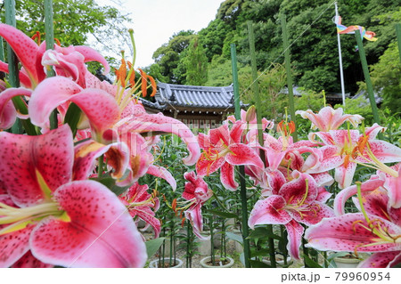 松尾寺 満開のカサブランカ 松尾寺 満開のカサブランカ 79960954