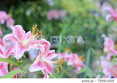 松尾寺　満開のカサブランカ 79961008