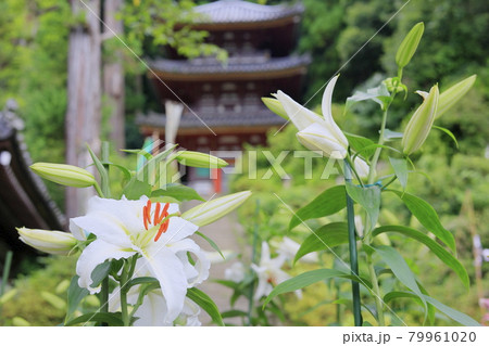 松尾寺 満開のカサブランカ 松尾寺 満開のカサブランカ 79961020