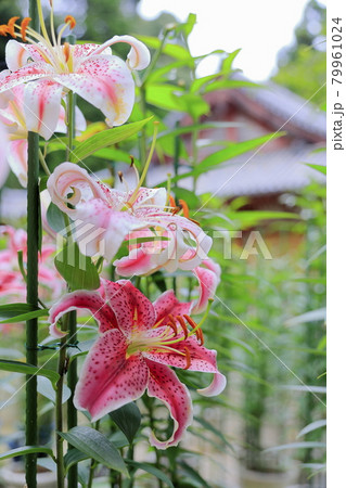 松尾寺 満開のカサブランカ 松尾寺 満開のカサブランカ 79961024