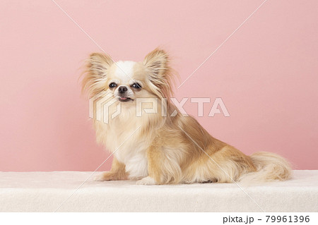 ピンクバックと微笑むチワワ ピンクバックと微笑むチワワ 79961396