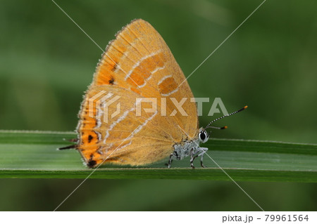 アカシジミ アカシジミ 79961564