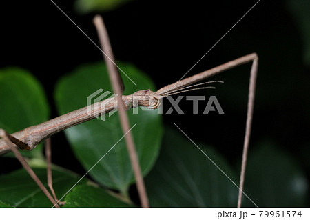 夜のナナフシ(ナナフシモドキ) 夜のナナフシ(ナナフシモドキ) 79961574