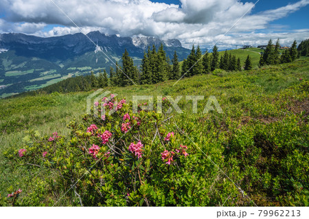 Alpenrose and green foliage on hiking trail. Wilder Kaiser mountains in background, Tirol - Austria Alpenrose and green foliage on hiking trail. Wilder Kaiser mountains in background, Tirol - Austria 79962213