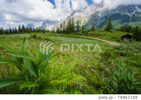 Green flowers foliage on hiking trail. Wilder Kaiser mountains in background, Tirol - Austria 79962288