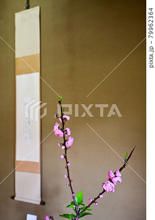 掛け軸と梅の花 掛け軸と梅の花 79962364