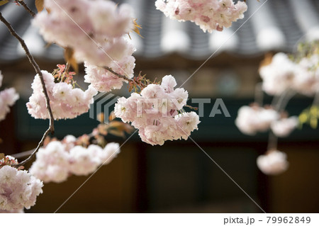 花 春 桜 79962849