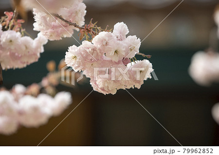 桜 花 春 79962852