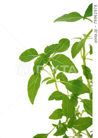 コンパクトで、葉も小さいブッシュバジル 79962978