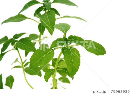 コンパクトで、葉も小さいブッシュバジル コンパクトで、葉も小さいブッシュバジル 79962989