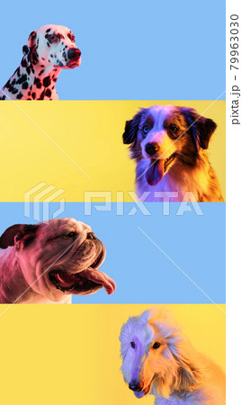 Four different purebred dogs sitting isolated over light blue and yellow backgrounds in neon lights. Collage Four different purebred dogs sitting isolated over light blue and yellow backgrounds in neon lights. Collage 79963030