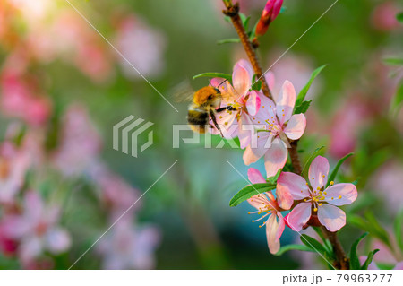 Bee collects nectar of pink almond flower Bee collects nectar of pink almond flower 79963277