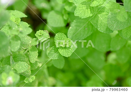 アップルミント 79963460