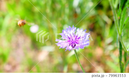 紫の花 79963553