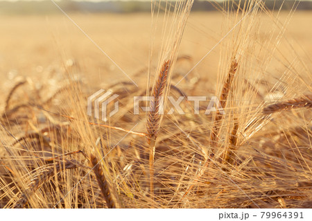 ears of yellow wheat field ears of yellow wheat field 79964391