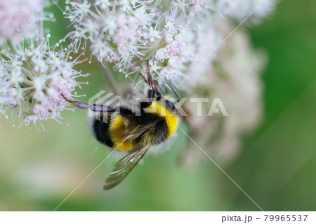 A furry striped bumblebee sits on a poisonous white flower of a water Hemlock on a green background. Textured wings. Close-up, side view. Poisonous plant. A furry striped bumblebee sits on a poisonous white flower of a water Hemlock on a green background. Textured wings. Close-up, side view. Poisonous plant. 79965537