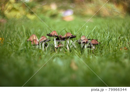 A group of mushrooms on a green blurred background of lawn, grass. Brown mushrooms toadstool in the grass close up macro. Lawn damage. On a Sunny summer day. 79966344