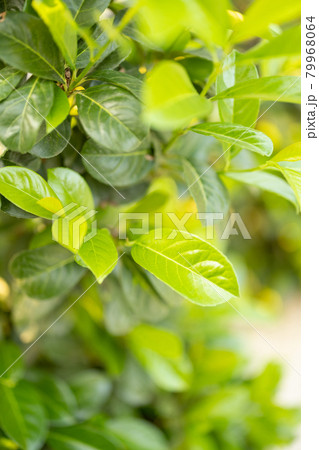 Prunus laurocerasus bush 79968064