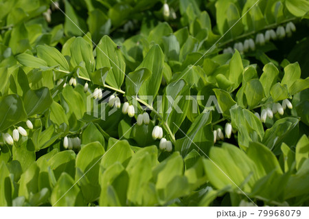Green leaf texture. Angular Solomon's seal, polygonatum in the garden on a summer day on a green background. A perennial plant with beautiful white flowers Green leaf texture. Angular Solomon's seal, polygonatum in the garden on a summer day on a green background. A perennial plant with beautiful white flowers 79968079
