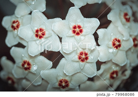 Hoya carnosa, Porcelainflower, waxplant closeup. White fluffy flower with a red center like a star. Drops of nectar on the flower. Macro. Hoya carnosa, Porcelainflower, waxplant closeup. White fluffy flower with a red center like a star. Drops of nectar on the flower. Macro. 79968086
