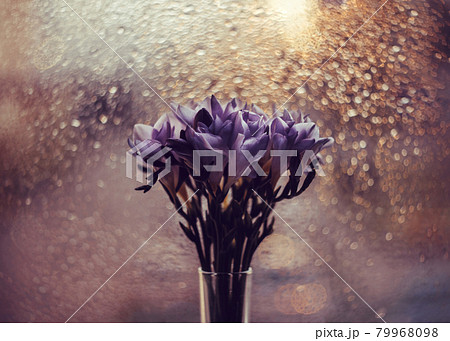 Beautiful bouquet of freesia on the background of the window. Shiny gold bokeh. Bright blue purple freesias in a vase in the sunset light. Floral pattern. Close-up macro. 79968098