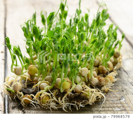 green pea sprouts on a gray wooden table, healthy and tasty food, detox 79968579