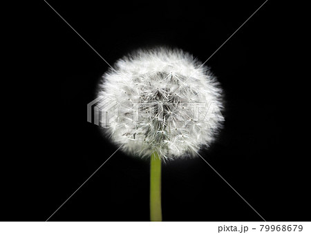 White dandelion on isolated black background. Fluffy dandelion seeds. Dandelion closeup macro. A side view of a blooming flower head of the dandelion. White dandelion on isolated black background. Fluffy dandelion seeds. Dandelion closeup macro. A side view of a blooming flower head of the dandelion. 79968679