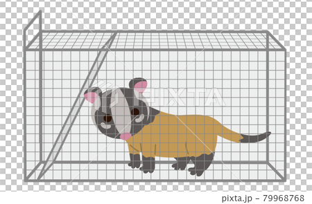 ハクビシン 罠 害獣駆除 ハクビシン 罠 害獣駆除 79968768