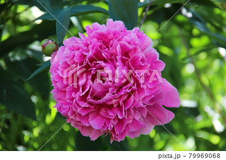 Pink peony flower close up. Lush beautiful peony on green grass background in garden. Garden flowers. 79969068