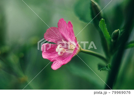 Bright pink flower codlins-and-cream, epilobium hirsutum, great hair willowherb, blooming sally, rose-bay on green background closeup. Macro. Medicinal plant. Herbal tea. On a Sunny summer day. Bright pink flower codlins-and-cream, epilobium hirsutum, great hair willowherb, blooming sally, rose-bay on green background closeup. Macro. Medicinal plant. Herbal tea. On a Sunny summer day. 79969076