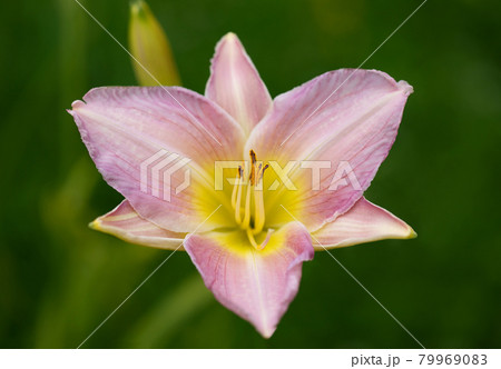 Pink daylily on a green background close up. Hemerocallis Catherine Woodbury with textured leaves. Pink daylily top view, macro. Garden perennial plants. Pink daylily on a green background close up. Hemerocallis Catherine Woodbury with textured leaves. Pink daylily top view, macro. Garden perennial plants. 79969083