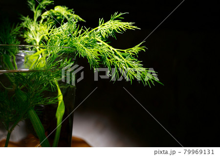 Fresh green dill, seasoning for various dishes. Healthy dill from the garden in a glass of water. 79969131