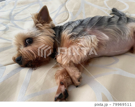 A small beautiful fluffy kind dog, home pet, Yorkshire Terrier with a joyful face with big black eyes and an outstretched tongue lies asleep on the bed 79969511