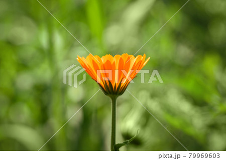 Calendula flower on green background. Bright beautiful orange flower marigold closeup on a summer day. Nature green summer background. Flower for postcard, greeting card. Medicinal plant. Calendula flower on green background. Bright beautiful orange flower marigold closeup on a summer day. Nature green summer background. Flower for postcard, greeting card. Medicinal plant. 79969603