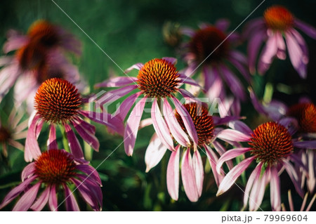 Bright beautiful pink flowers on green background. Echinacea purpurea Magnus. Medicinal useful garden plants. Alternative medicine. Bright beautiful pink flowers on green background. Echinacea purpurea Magnus. Medicinal useful garden plants. Alternative medicine. 79969604