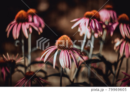 Beautiful pink flowers on green background. Sepia color. Echinacea purpurea Magnus. Medicinal useful garden plants. Alternative medicine. Beautiful pink flowers on green background. Sepia color. Echinacea purpurea Magnus. Medicinal useful garden plants. Alternative medicine. 79969605