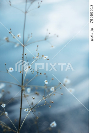 The small white flowers of the water plantain, or Alisma on a blue water background. The sun's rays fall on the flowers on a summer day. Macro, aquatic plant. 79969618